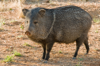 Wild hog in yard.